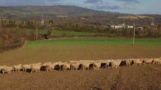 Brexit  lagriculture sinquiète d’une nouvelle frontière nordirlandaise  Ici lEurope Partie 2 [upl. by Silra]