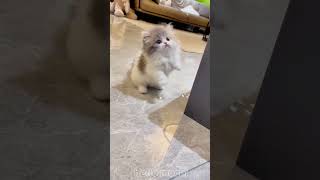 cute cats baby kitten cute moment❤️💕hellomochi cat cute kitten kucing kitty cats mochicat [upl. by Huoh]