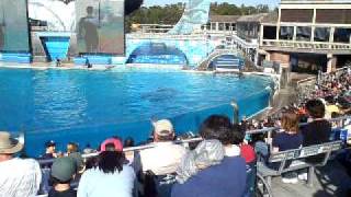 Shamu and friends eat pelican during quotBelievequot show at SeaWorld San Diego CA Feb2010 [upl. by Eeroc]