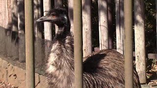 エミューの不思議な鳴き声 （多摩動物公園）Mysterious Voice of Emu [upl. by Adnara]