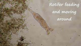 Rotifer feeding and moving around under my microscope [upl. by Aremat]