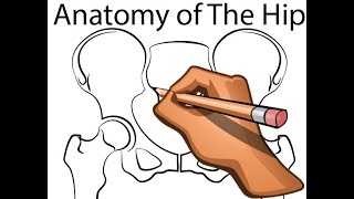 Hip Joint  Part 4  Normal Anatomy  Anterior and Posterior Columns of the Acetabulum [upl. by Anirbas799]