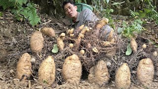 Harvesting Full Of Strange Potatoes To Sell At The Market  Cooking  Solo Survival [upl. by Esemaj]