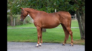 Gamblite Proosthof Z GEORGE Z x AREZZO VDL  2016 mare  show video [upl. by Aneerb113]