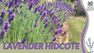 LAVENDER HIDCOTE Information Description amp More Lavandula angustifolia [upl. by Intruok887]