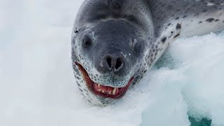 This Leopard Seal Killed 2 People in 47 Seconds [upl. by Ahseyd]