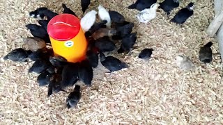 Élevage de poulet  comment fabriquer sa Provende à moindre coût [upl. by Ynoep]