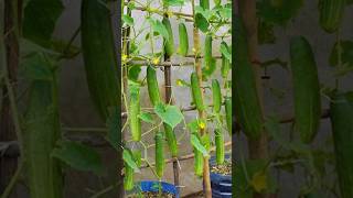 80 Days Lifecycle Cucumber secrets From seed to harvest grow garden shorts farming short [upl. by Luane277]