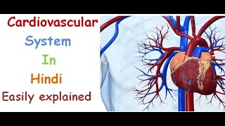 Cardiovascular system in hindi  functions  structure  pulmonary and systematic circulation [upl. by Aillicec593]