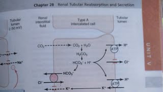 Chapter 28 Renal physiology  tubular reabsorption part 1 quick review [upl. by Nylatsyrc]