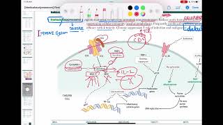 cyclosporine and tacrolimus immunology 64  First Aid USMLE Step 1 in UrduHindi [upl. by Henrion]