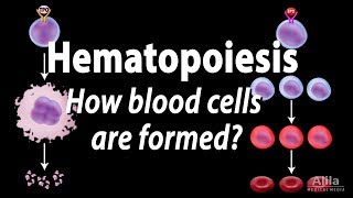 Hematopoiesis  Formation of Blood Cells Animation [upl. by Drida]