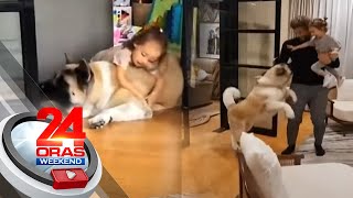 Fur baby ng Bolzico Family na si Pochola excited na sumalubong sa kanilang paguwi  24 Oras [upl. by Alocin]