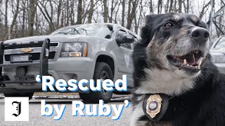 Rhode Island State Police search dog Ruby has a Netflix movie Rescued by Ruby made about her life [upl. by Raval]