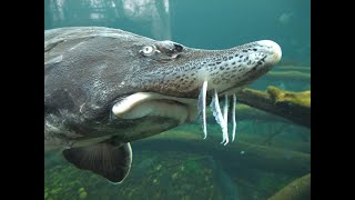 Beluga sturgeon feeding Huso huso [upl. by Naneek789]