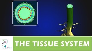 THE TISSUE SYSTEM [upl. by Saideman117]