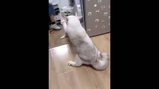 Thats your own face 😭funny meows pets shorts shortsyoutube feeds feedshorts fyp cats cat [upl. by Ayerim149]