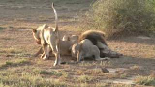 lions kill warthog 3 in Eccalodge [upl. by Conti]