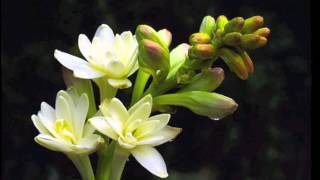 The Music of Tuberose [upl. by Alimrahs]