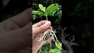 Ixora cutting ♥️♥️ success propagation [upl. by Liahkim45]