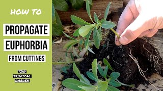 How to propagate Euphorbia from cuttings [upl. by Noryahs]