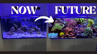 How I setup the ultimate Reef Tank beginner friendly Reef Adventure PT3 [upl. by Akemad734]