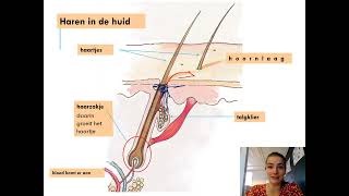 Samenvatting Waarnemen Regeling amp Gedrag 1MHV Biologie Voor Jou MAX [upl. by O'Neil518]