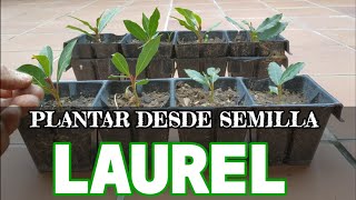 COMO PLANTAR LAUREL POR SEMILLAS con Éxito Reproducir Laurel 🌱 en Huerto urbano Cuidados del Laurel [upl. by Aztilem]