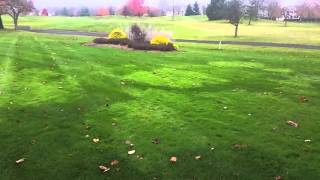 Problems with Bentgrass in a Residential Lawn [upl. by Ecela]