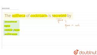 The ootheca of cockroach is secreted by  11  STRUCTURAL ORGANISATION IN ANIMALS  BIOLOGY  A [upl. by Xonel535]