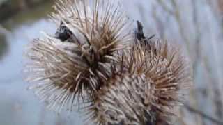 Lesser Burdock  Arctium minus  Velcro plant  Dverglappa  Krókakollur  Skógarplanta  Villijurt [upl. by Hamish]