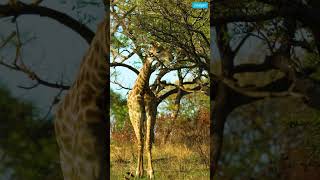 Acacia Trees Secrets to Outsmarting Giraffes nature [upl. by Acir735]