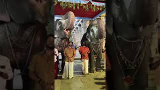 Srirangam temple elephant Andal and Lakshmi praying god 🙏 [upl. by Hannis]