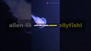 New Animals Discovered in the Ocean 🌊🦑 shortsvideo facts shorts ocean animals viralvideo [upl. by Akena]