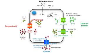 Les transports membranaires synthèse [upl. by Eselahs955]