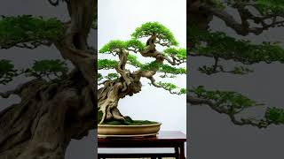 Beautiful Bonsai Works🌳🌲💥494shorts shortsvideo beautifulbonsai art khuebonsai🥰❤️ [upl. by Wunder971]