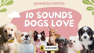 10 Sounds Dogs Love  Dog TV  Make your dog go crazy puppy dog [upl. by Iorgo]