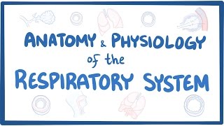 Anatomy and physiology of the respiratory system [upl. by Medor191]