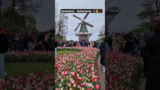 Beautiful Keukenhof Garden  Netherlands 🇳🇱❤🇱🇰 netherlands keukenhof tulips [upl. by Hawley]