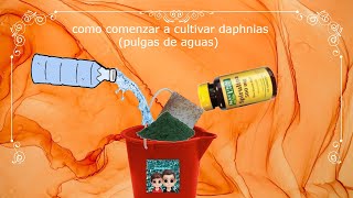 Como iniciar con daphnia pulga de agua [upl. by Zetram]