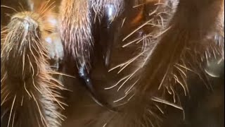 A Tarantula Preening  Theraphosa Apophysis [upl. by Nnalorac428]