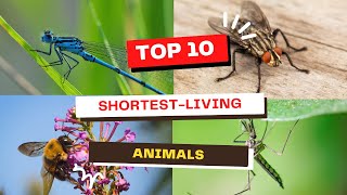 10 ShortestLiving Animals Tiny Lifespans Huge Impact [upl. by Dnalevelc]