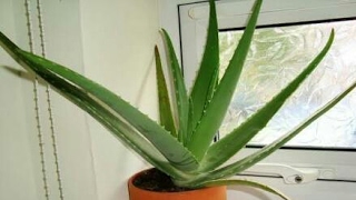 How to care of Aloe Vera  How to protect Aloe plant from diseases [upl. by Pauletta]