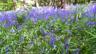 THE BLUEBELLS OF SCOTLAND MAURICE DUNCAN [upl. by Fish823]