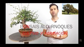 💯¿Cómo CULTIVAR ALCORNOQUE  QUERCUS SUBER en BONSÁI ❓❓❓Claves🔑🗝️ de cultivo y formación💯 [upl. by Sartin]