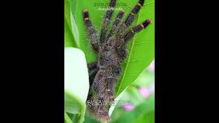 옐로우 밴디드 핑크토avicularia rufa tarantula 타란툴라 타란툴라키우기 spider [upl. by Kurzawa853]