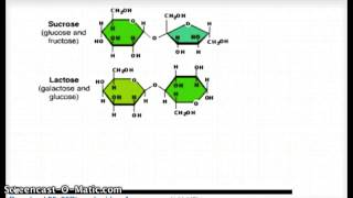 Formation of Disaccharides by Dehydration Synthesis reaction [upl. by Agiaf444]