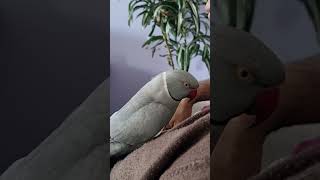 unlimited kisses FluffyBuddygray kissindianringnecks birdsparrots [upl. by Airasor]