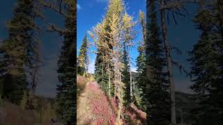 Hiking through larches up to Tamarack Pass [upl. by Cahra]