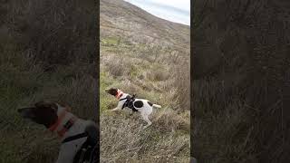 Stella is pure adrenaline pointer birdhunting birddog huntingdog gsp hunting gundog hunt [upl. by Ahtilat]